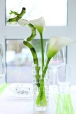 ⁦BossaNova فازة20سم⁩ - الصورة ⁦4⁩